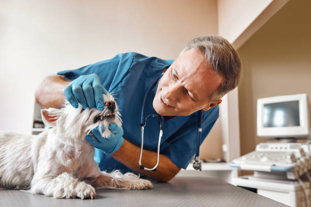 Best Cracked Tooth Emergency Dentist  in Carterville, MO